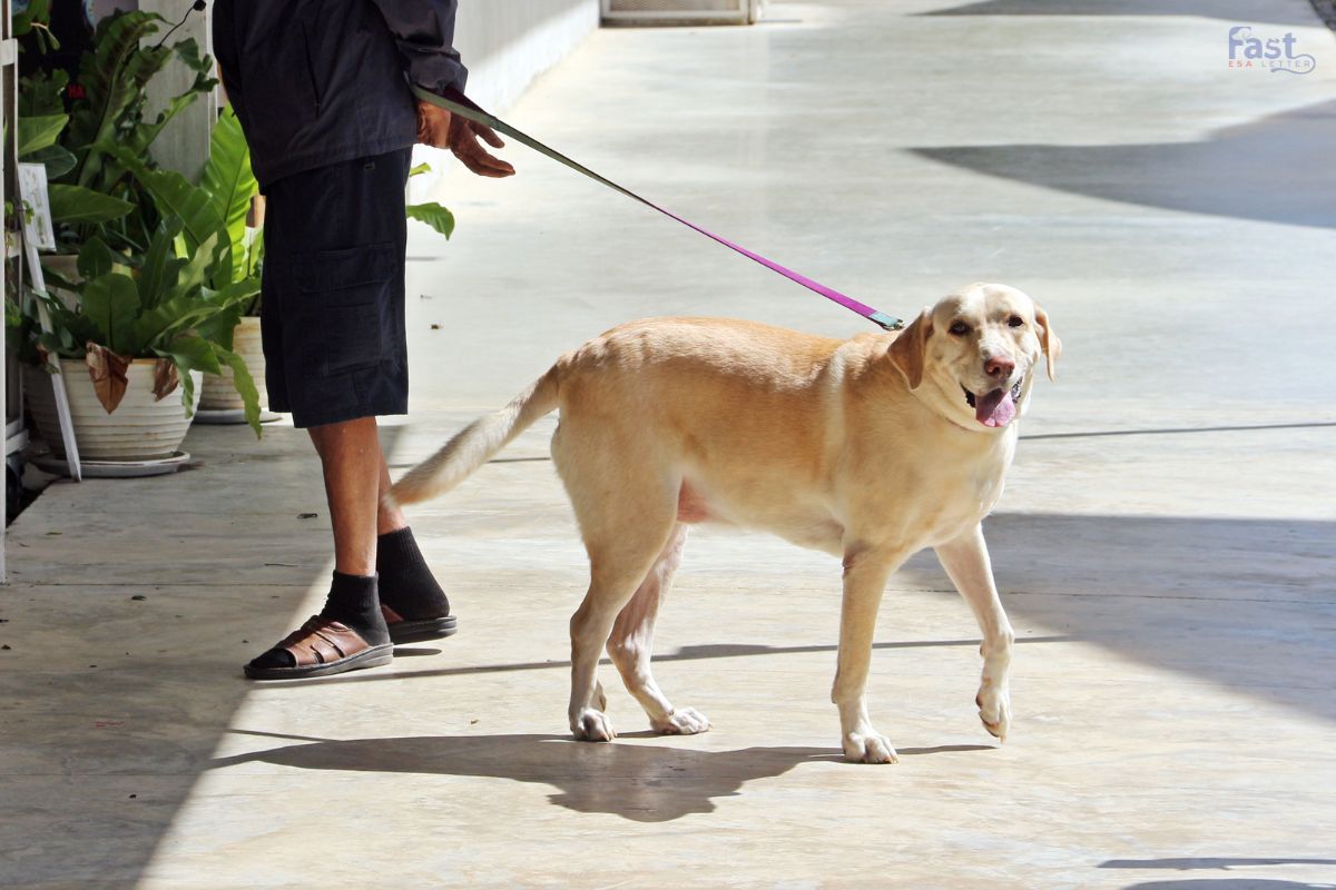 Where Can I Take Emotional Support Animals Where Can I Take Emotional Support Animals