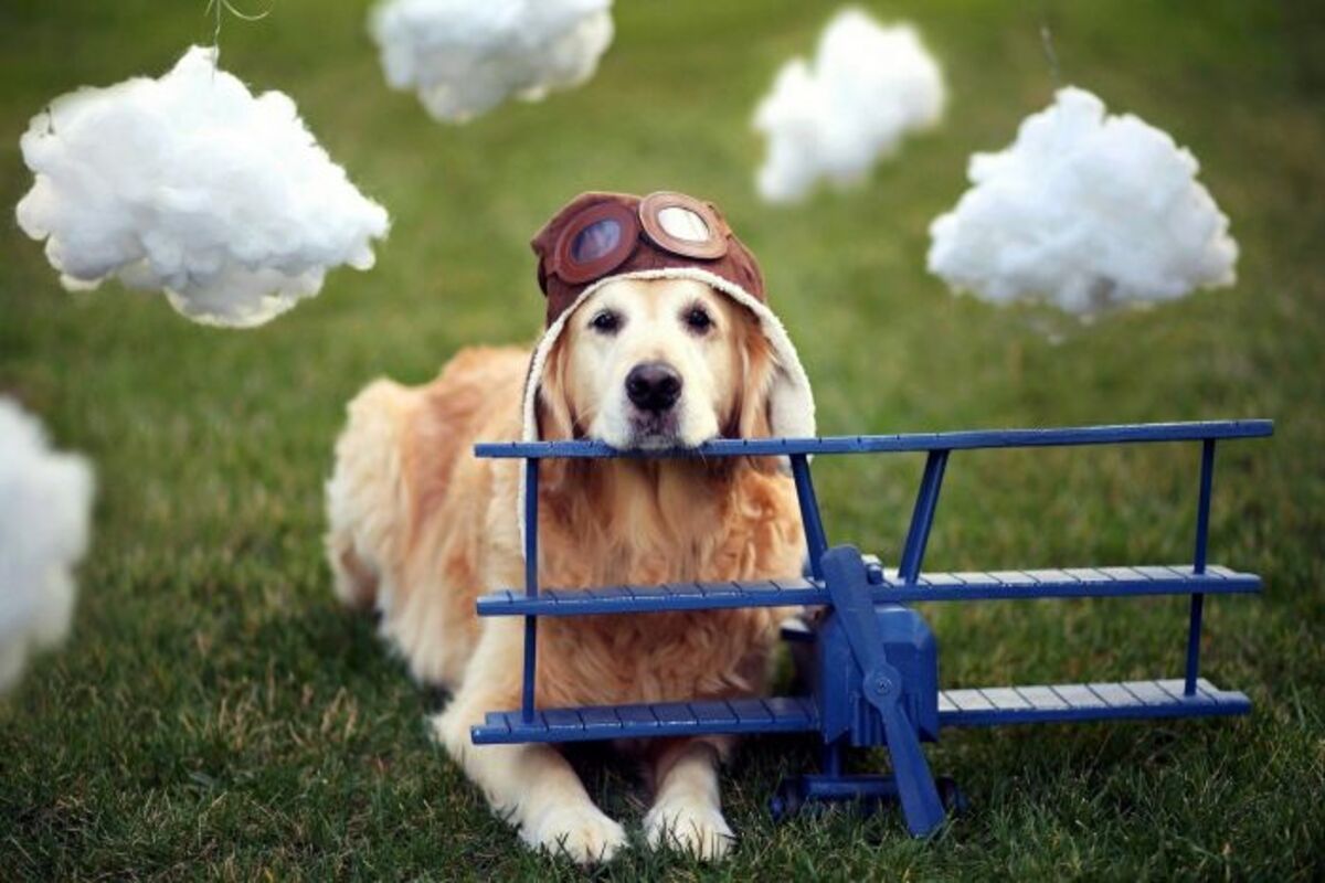 Airline Rules and Requirement to Fly With Emotional Support Animals. Airline Rules and Requirement to Fly With Emotional Support Animals.