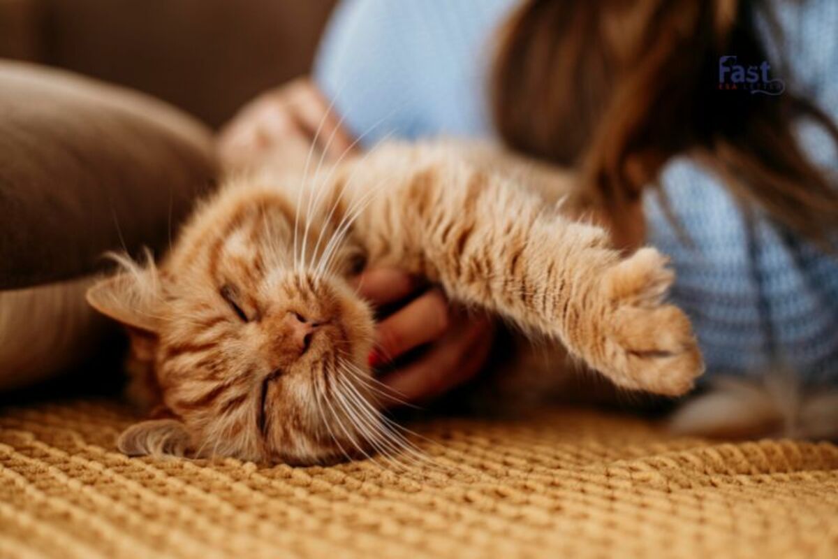 Do Cats Help With Depression? Do Cats Help With Depression?