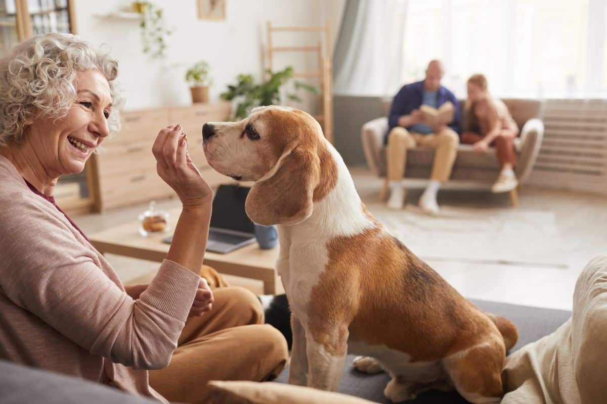 Emotional Support Dog For Depression Emotional Support Dog For Depression