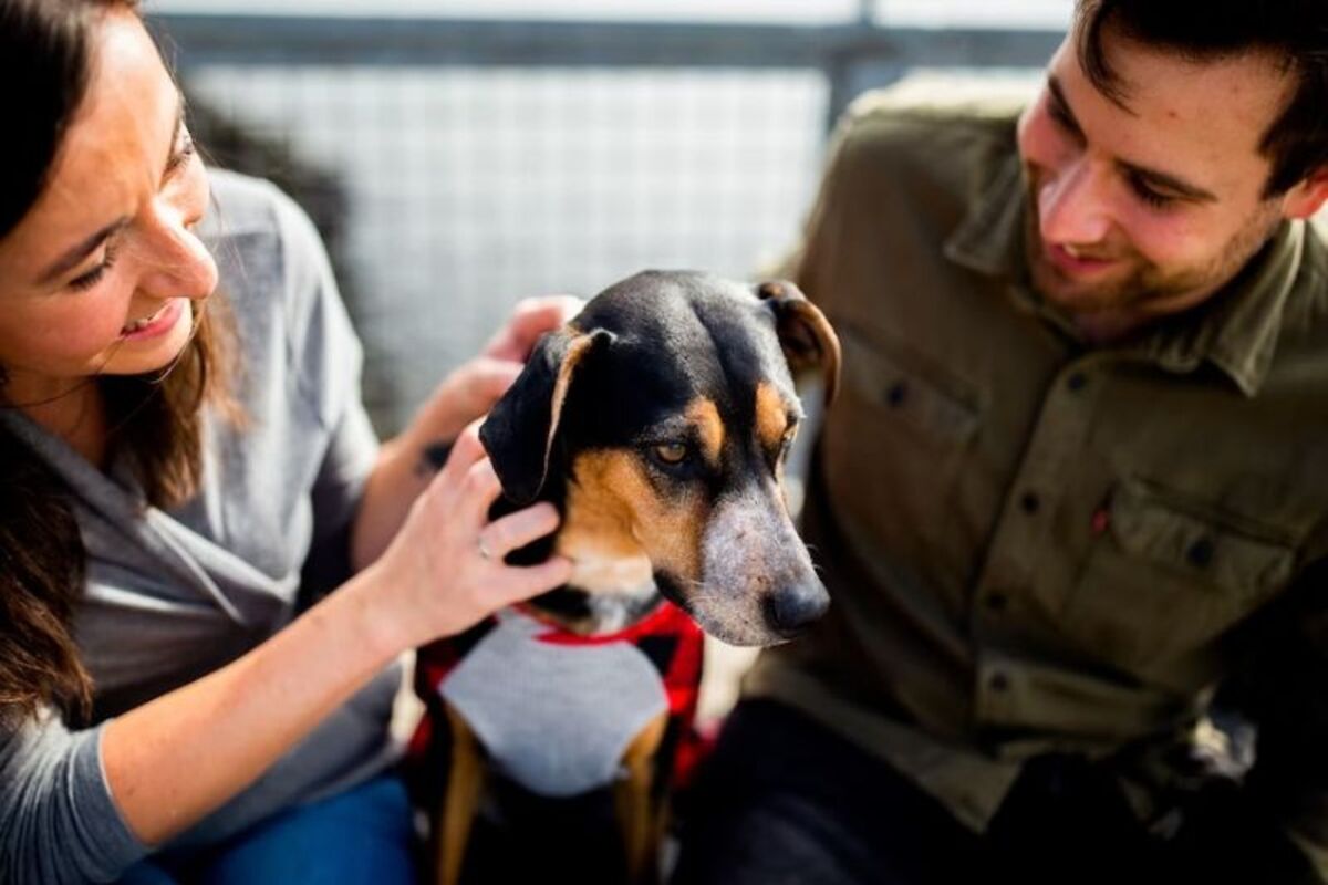 How to train a PSD How to Train your animal as Psychiatric Service Dog