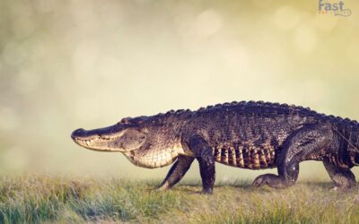 Can Your Tenant Own an Alligator as an Emotional Support Animal?