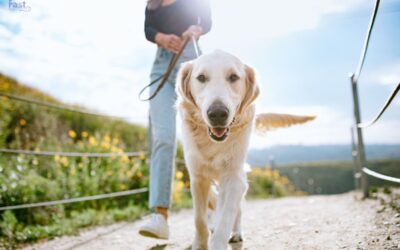 A Comprehensive Guide on California Laws for Emotional Support Animals.