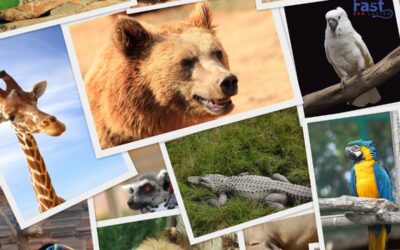 Choosing a Wild Animal as Your Emotional Support Animal.