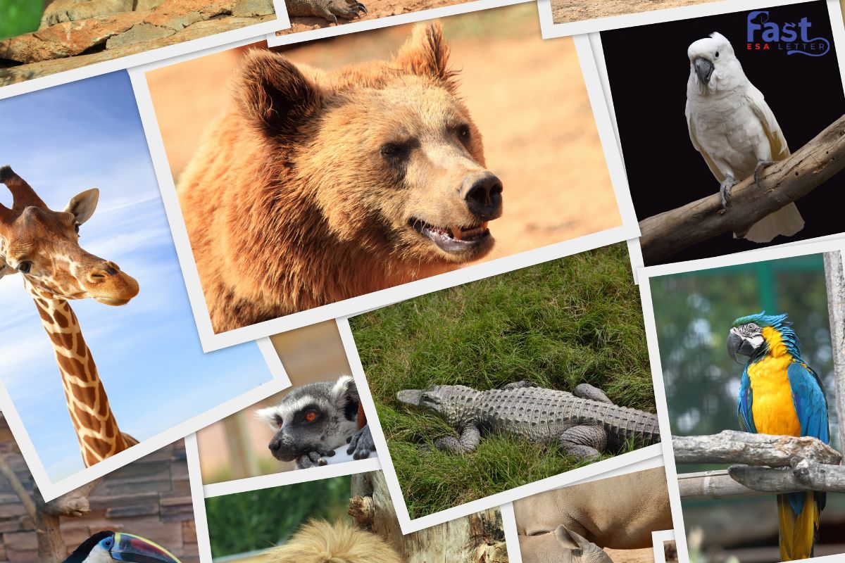 Choosing a Wild Animal as Your Emotional Support Animal Collage of wild animals including a bear, giraffe, cockatoo, crocodile, lemur, and parrot.