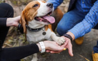 The Role of Emotional Support Animals in Managing Symptoms of Multiple Sclerosis.