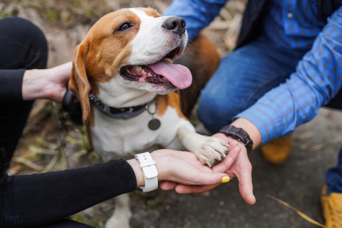 Emotional Support Animals in Managing Symptoms of Multiple Sclerosis Emotional Support Animals in Managing Symptoms of Multiple Sclerosis