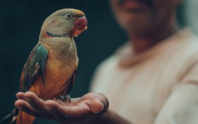 Can a Bird Be An Emotional Support Animal?