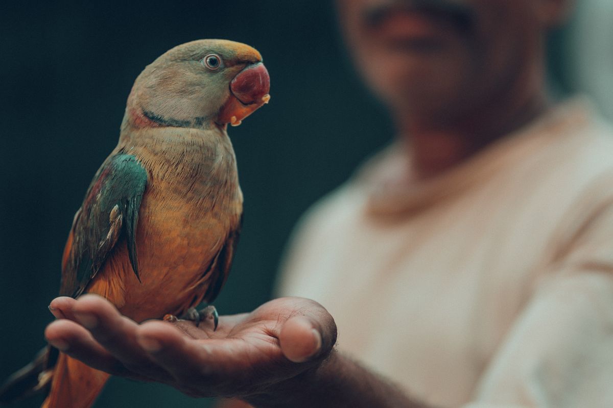Emotional Support Bird Emotional Support Bird