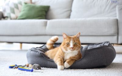 Do You Have to Pay Pet Rent for an ESA?
