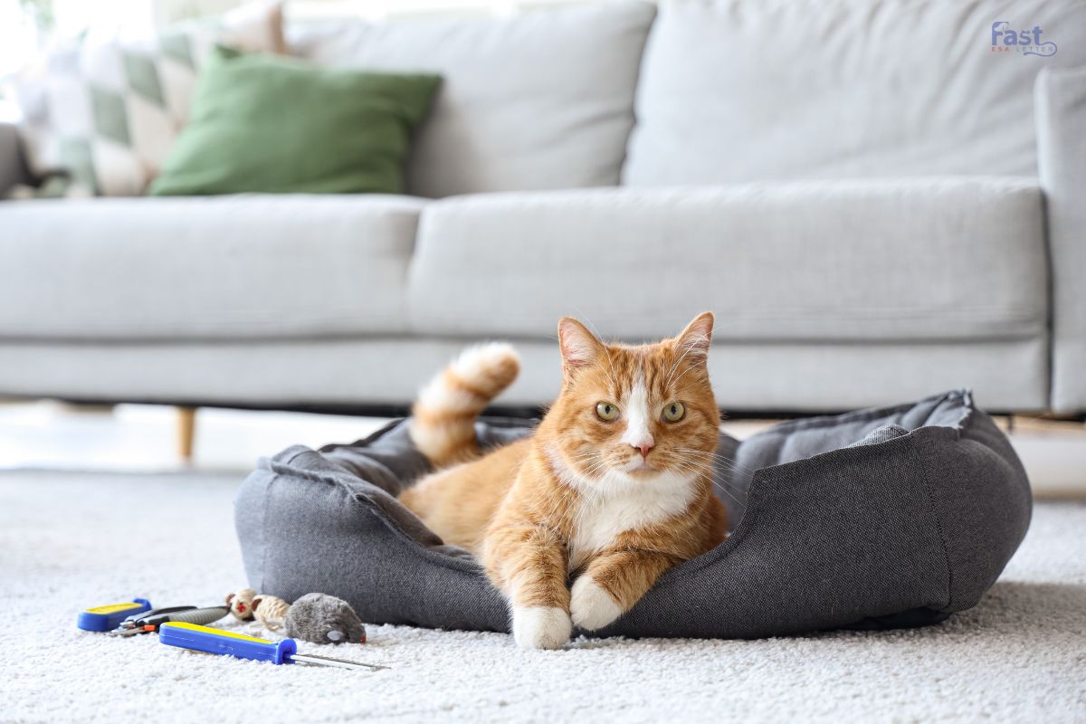 Do You Have to Pay Pet Rent for an ESA? Do You Have to Pay Pet Rent for an ESA?