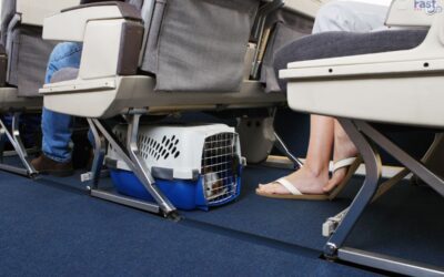How to Fly With An Emotional Support Animal?