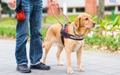 How To Get a Psychiatric Service Dog in Arizona?