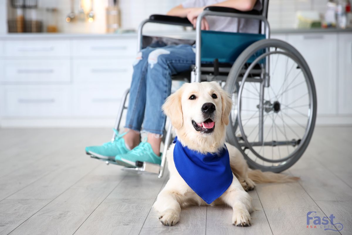 Psychiatric Service Dog in California Psychiatric Service Dog in California