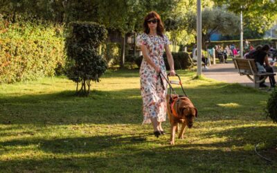 How to Get a Psychiatric Service Dog in Illinois?