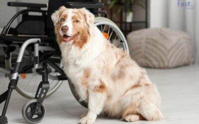 How to Get a Psychiatric Service Dog in Massachusetts?
