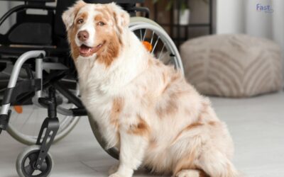 How to Get a Psychiatric Service Dog in Minnesota?