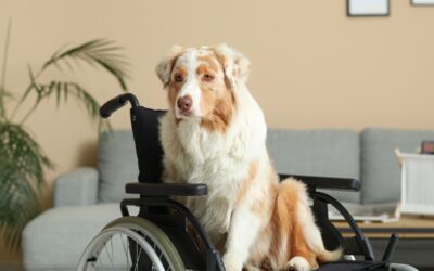 How to Get a Psychiatric Service Dog in Ohio?