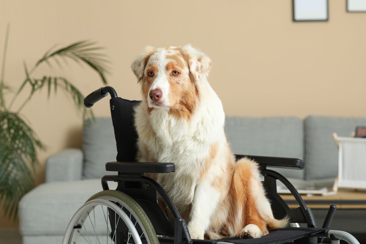 Psychiatric Service Dog in Ohio