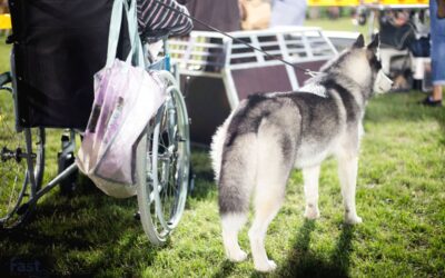 How To Get A Psychiatric Service Dog in Oregon?
