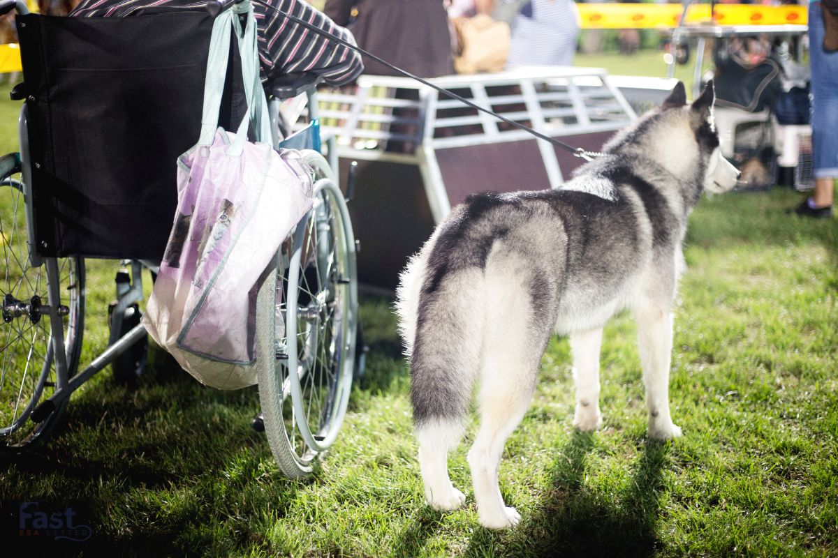 Psychiatric Service Dog in Oregon Psychiatric Service Dog in Oregon