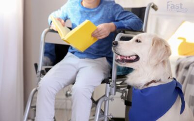 How To Get A Psychiatric Service Dog in Washington?