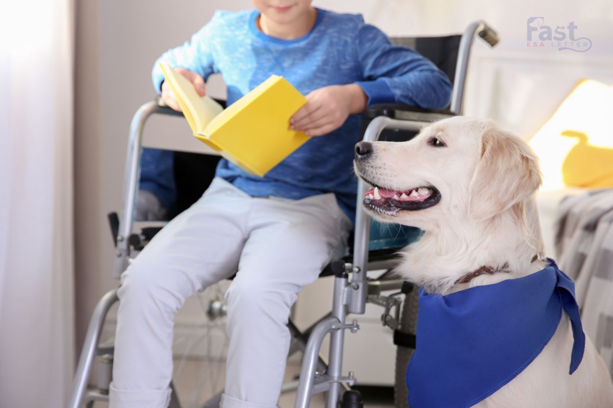 Psychiatric Service Dog in Washington Psychiatric Service Dog in Washington