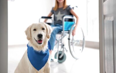 How To Get a Psychiatric Service Dog in Wisconsin?