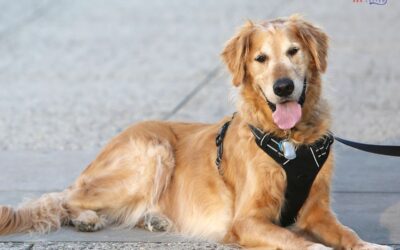 How To Get a  Psychiatric Service Dog In Texas?