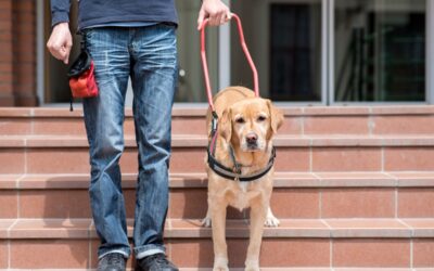 Anxiety and Psychiatric Service Dogs: What You Need To Know.