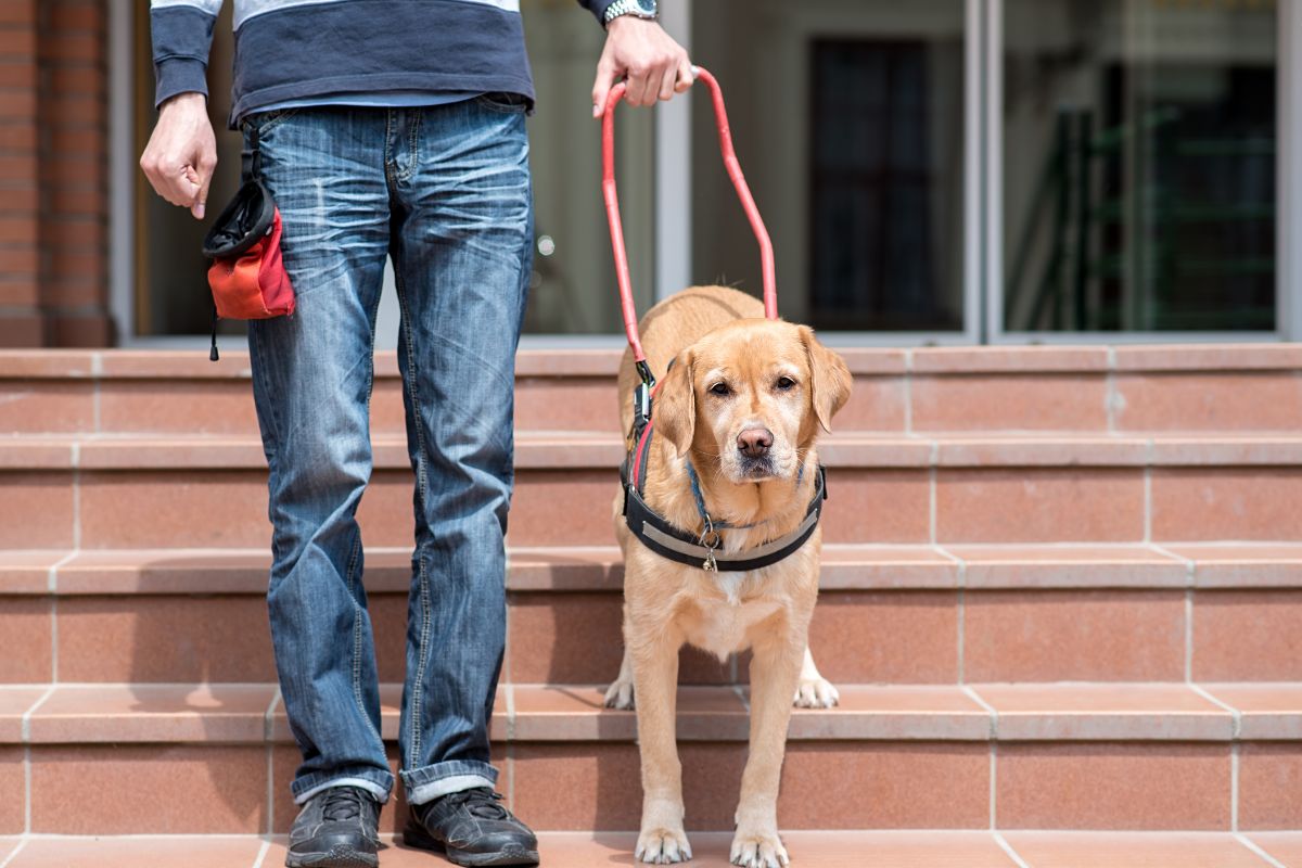 Psychiatric Service Dogs Help Manage Anxiety Psychiatric Service Dogs Help Manage Anxiety