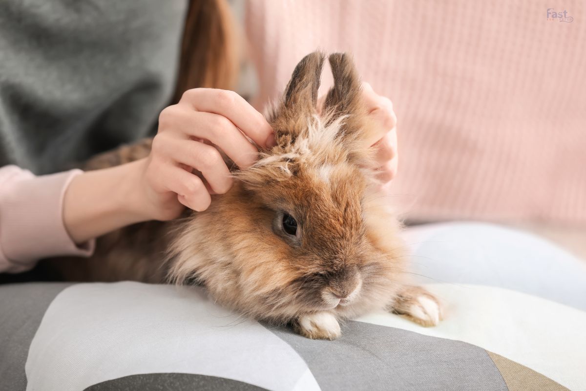Rabbit as Emotional Support Animal Rabbit as Emotional Support Animal