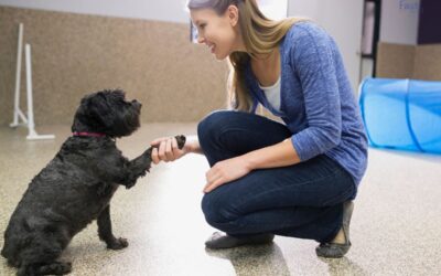 How To Register Your Dog as a Psychiatric Service Dog?