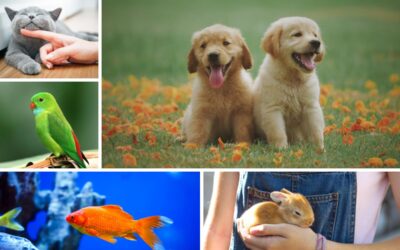 How to Choose the Right Type of Animal as an Emotional Support Animal?