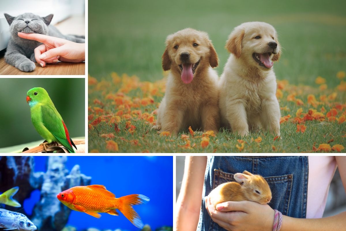 Right Type of Animal as an Emotional Support Animal Right Type of Animal as an Emotional Support Animal