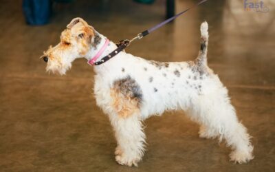 Is a Fox Terrier the Right Emotional Support Dog for You?