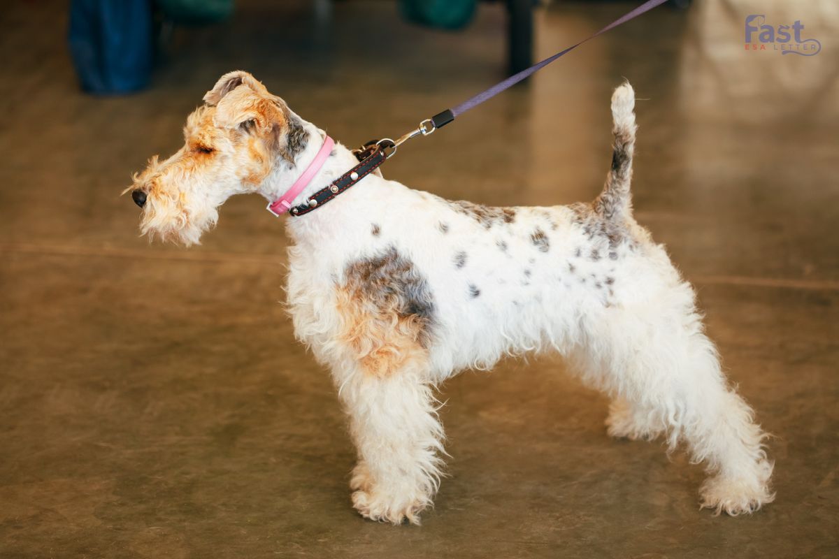 Fox Terrier As Emotional Support Dog Fox Terrier As Emotional Support Dog