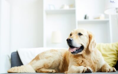 Understanding Airbnb’s Pet Fees: A Comprehensive Guide
