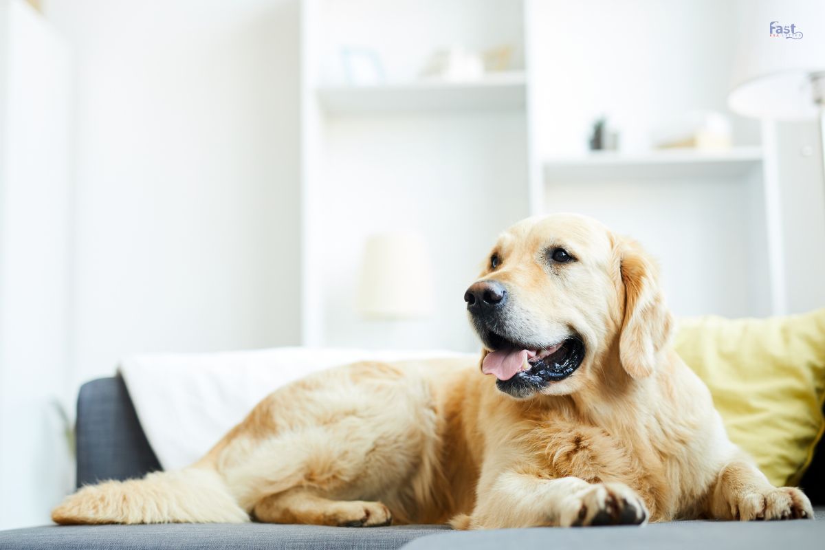 Understanding Airbnb’s Pet Fees A Comprehensive Guide Understanding Airbnb's Pet Fees A Comprehensive Guide