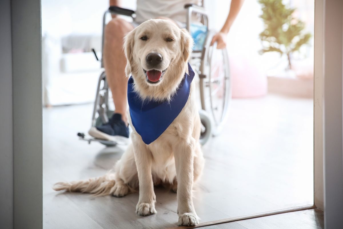 Psychiatric Service Dogs Psychiatric Service Dogs