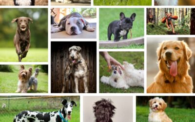 Best Emotional Support Dogs for Mental Wellness