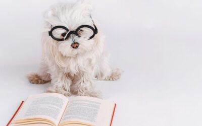 Can I Bring an Emotional Support Animal to School?