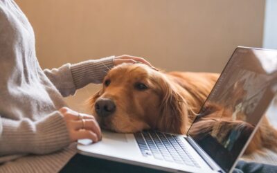 How Should I Renew My ESA Letter?