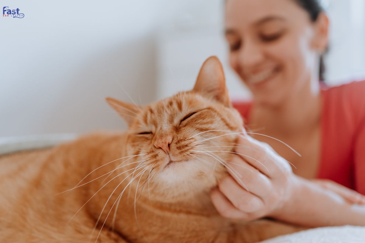 A relaxed orange tabby cat being petted by a smiling woman A relaxed orange tabby cat being petted by a smiling woman