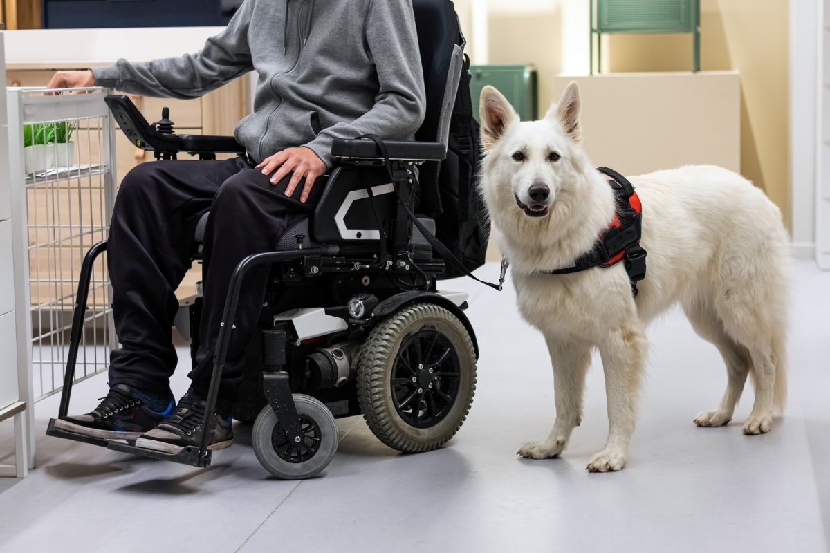 Disabled person with psychiatric service dog Disabled person with psychiatric service dog