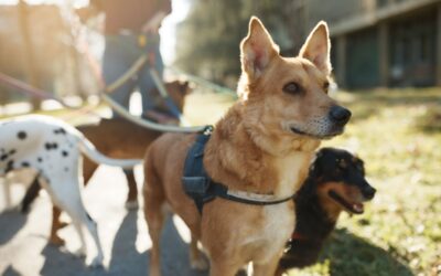 Man With Schizophrenia Manages Symptoms With The Help Of A Psychiatric Service Dog