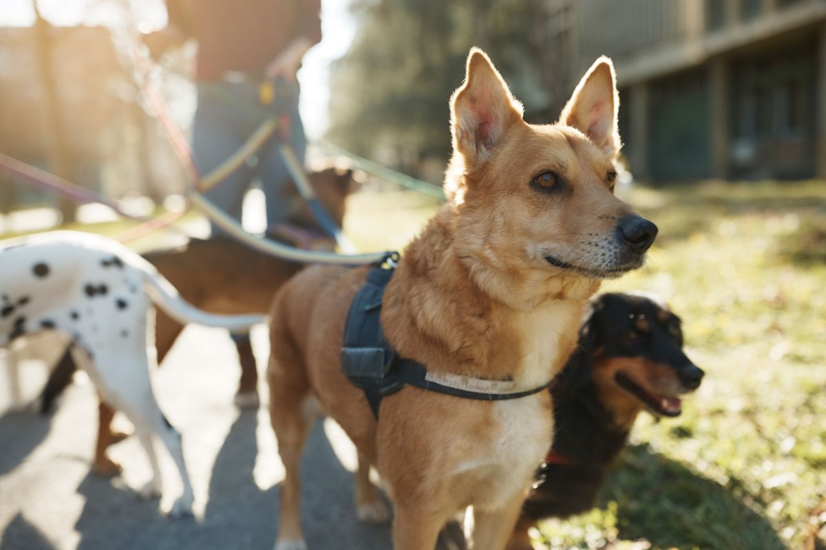 Manages Symptoms With The Help Of A Psychiatric Service Dog Manages Symptoms With The Help Of A Psychiatric Service Dog