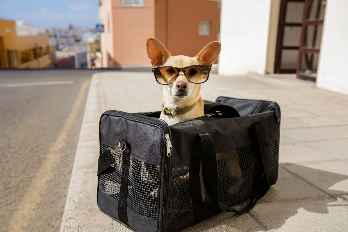 Emotional Support Animal Ready to Fly Emotional Support Animal Ready to Fly