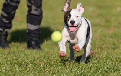 Can a Pitbull Be An Emotional Support Animal?
