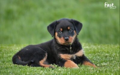 Can A Rottweiler Be An Emotional Support Dog?